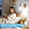 image:imageBrightever 6 Pack G165 LED Light Bulbs 6W E26 Dimmable Candelabra Bulb 60W Equivalent Warm White 2700K 600LM Clear Glass Globe Edison Light Bulbs for Ceiling Fan Chandelier Vanity Light5000k Daylight White